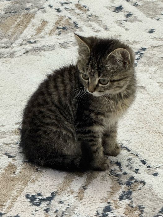 Котенок в добрые руки