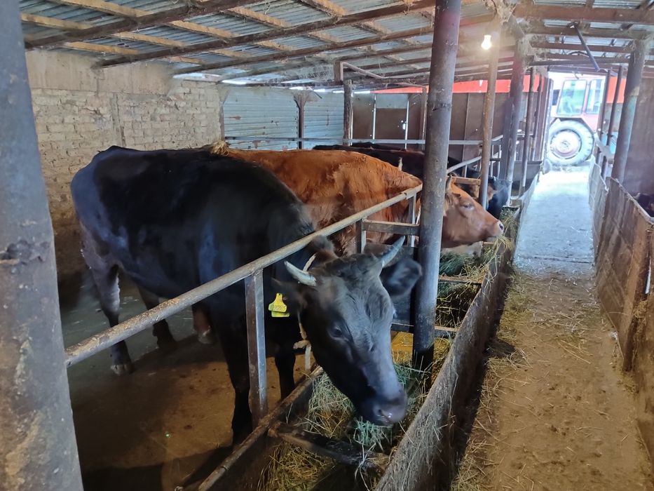 Продам телок КРС