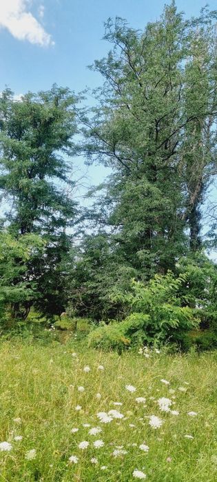 Лес Акация самовывоз