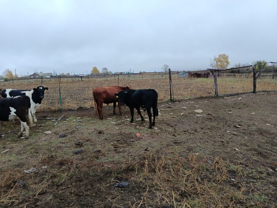 Продам молодняк крс