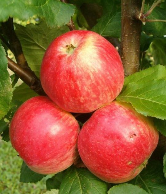 Măr (Soiul Red Melba )