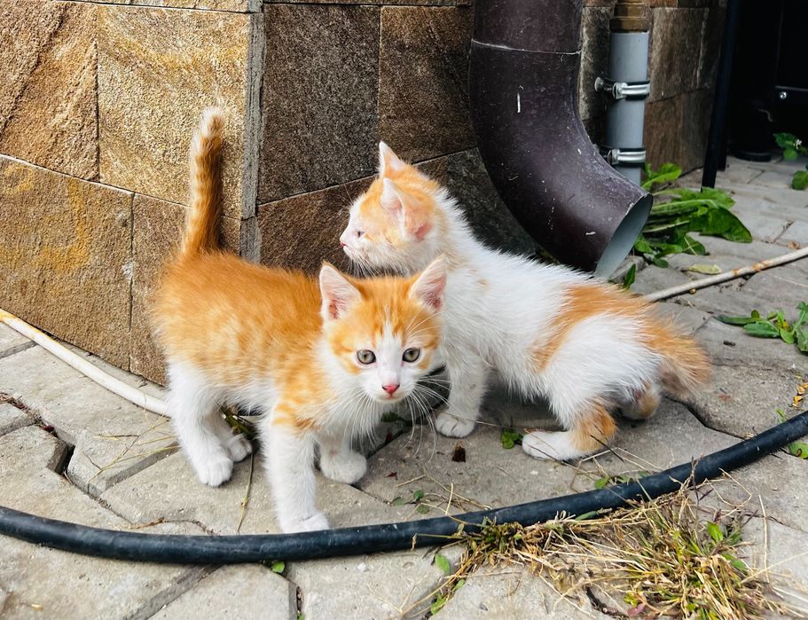 Осинови котенце