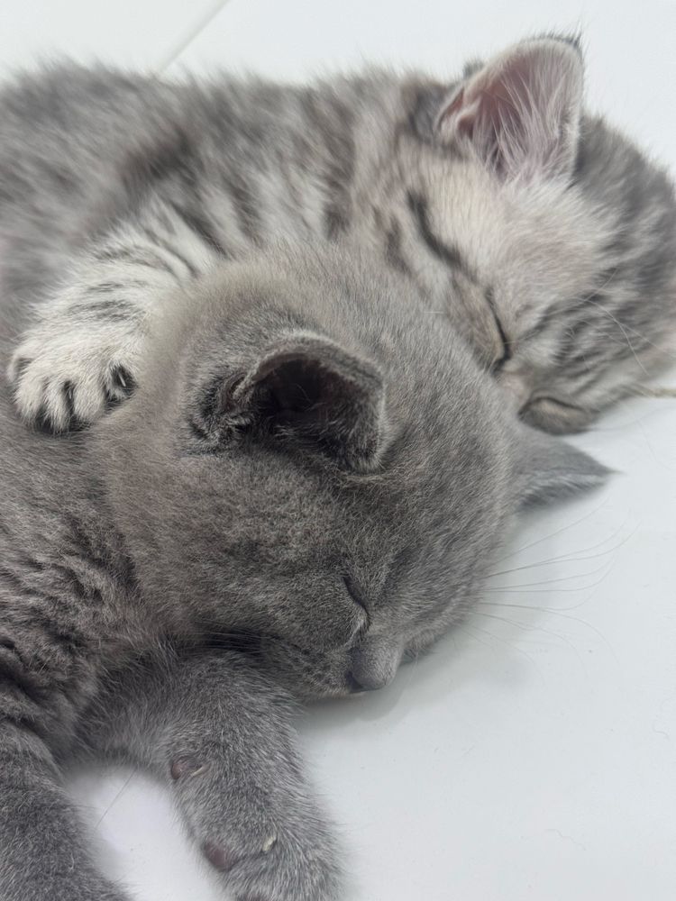 Котята 2 месяцев