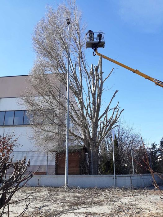 Toaletam arbori inalti, dificili, cu utilaje specializate