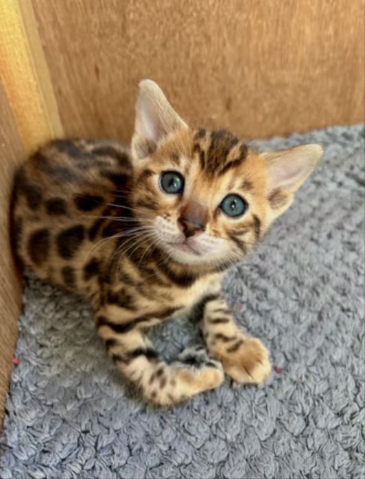 Бенгалски котета