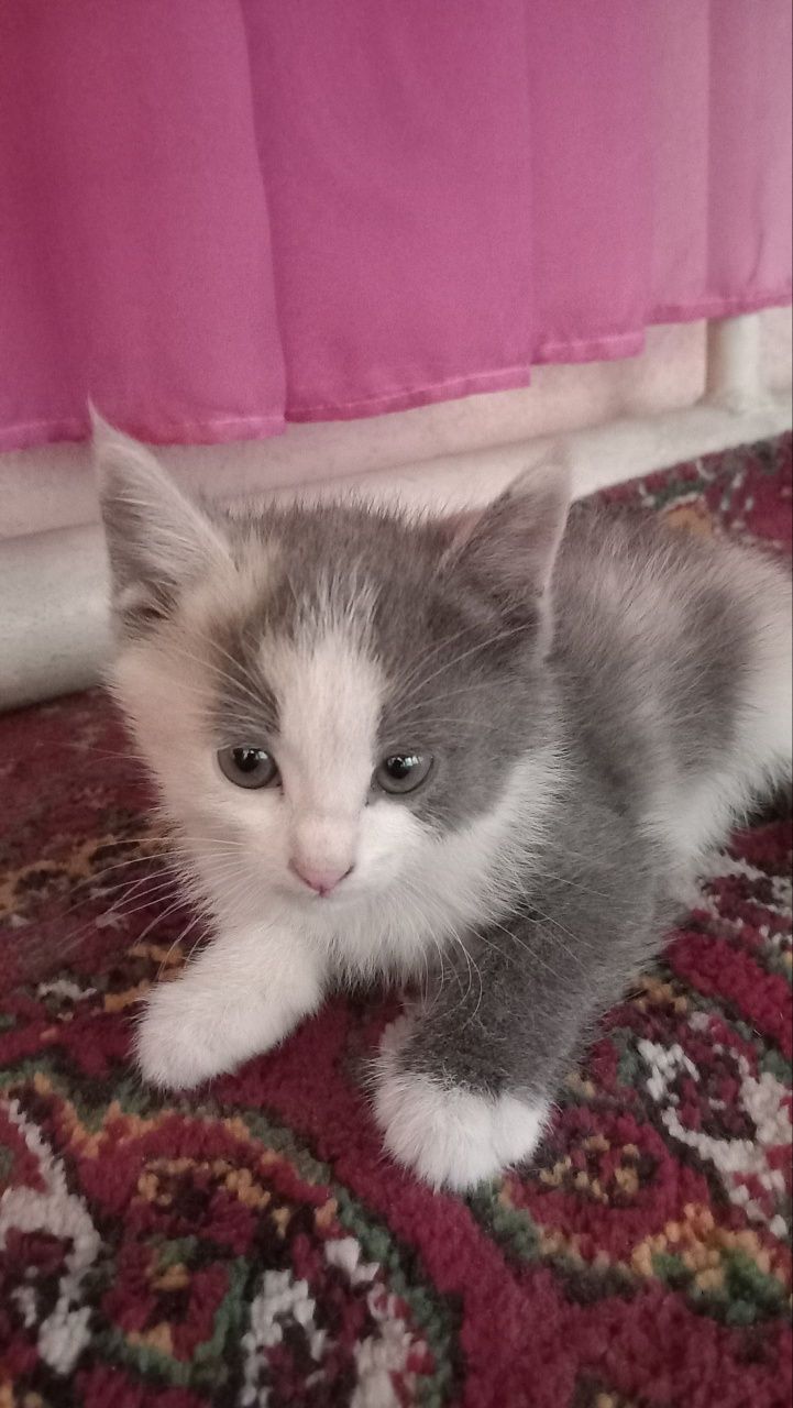 Отдам в добрые руки хороших котят