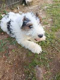 Pui fox terrier sarmos