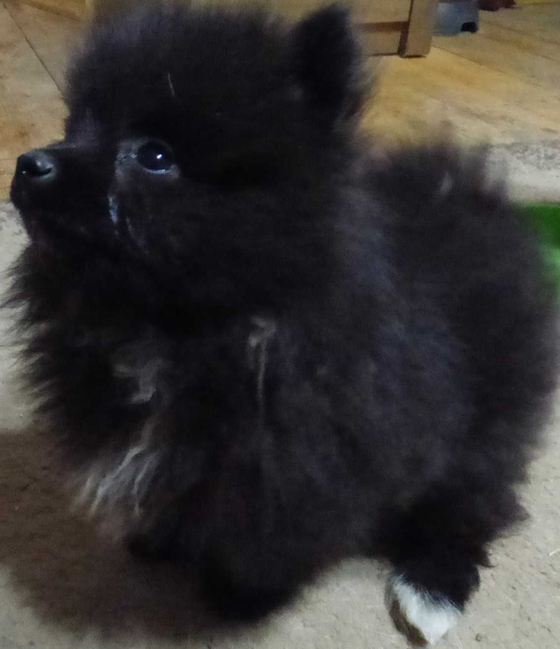 Pomeranian mascul