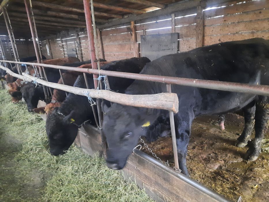 Vând taurasi angus rasa pura pt abatorizare