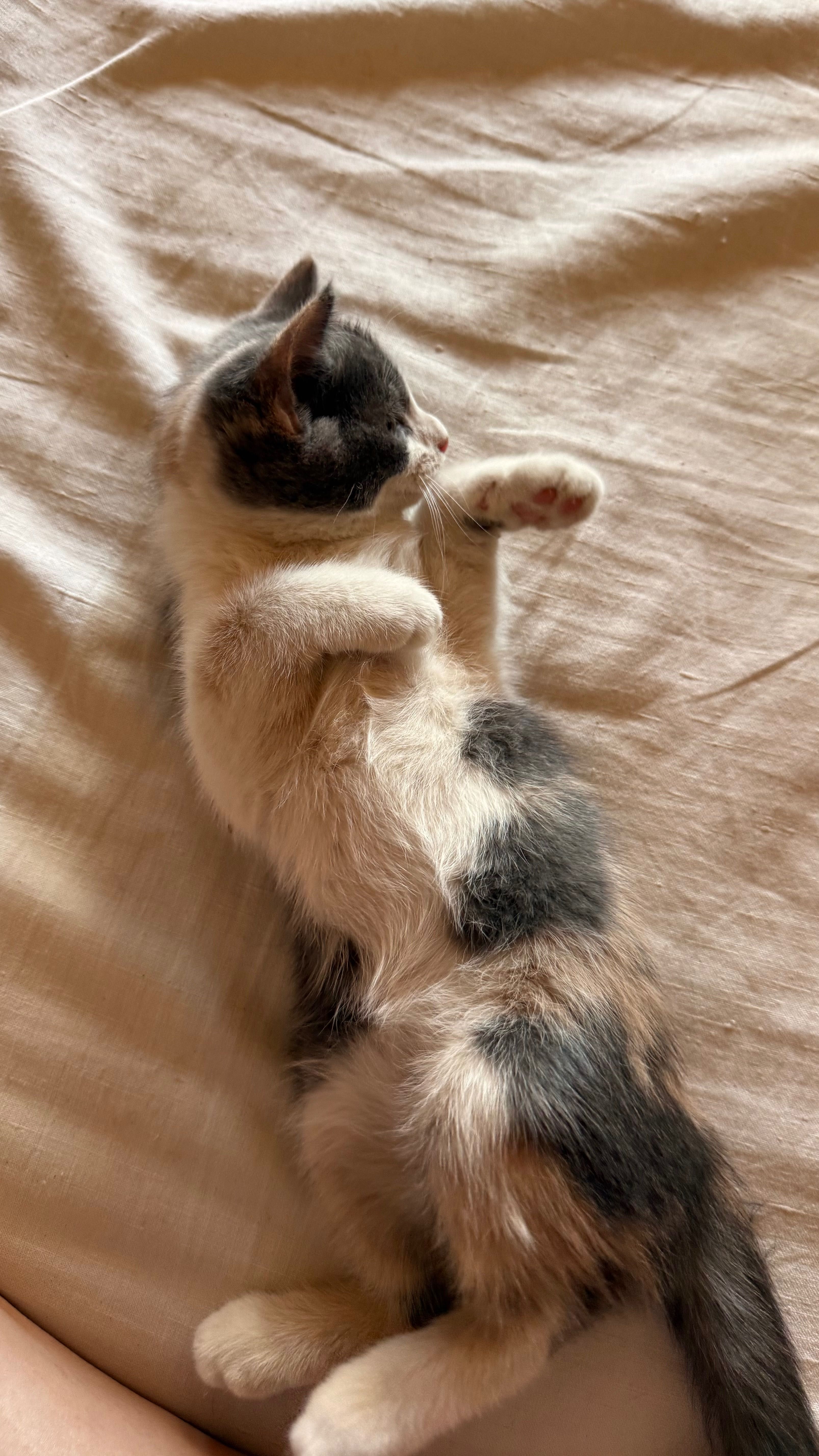 Котята домашние в хорошие руки