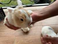Карликовый, декоротивний крольчат продаётся.
