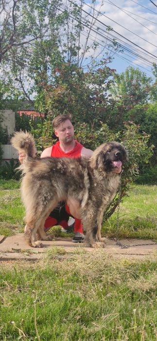 Femela Ciobanesc Caucazian