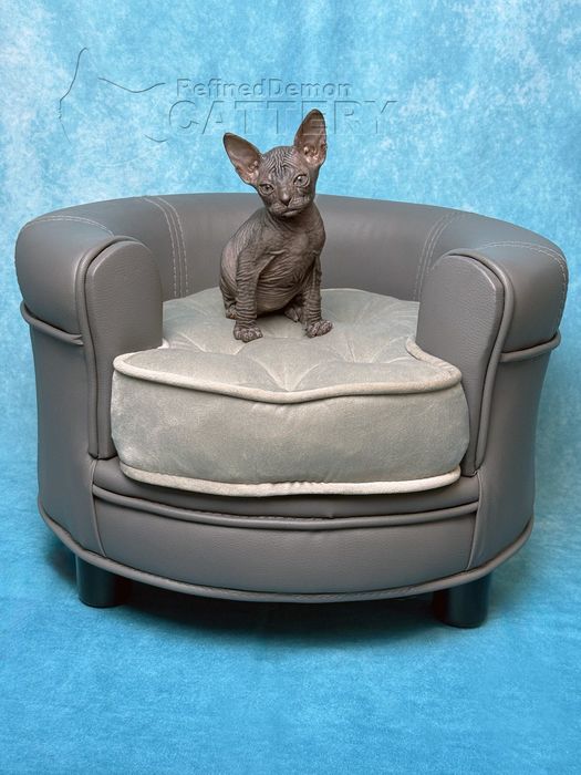 RARITATE pui pisica fara par Donskoy / Don Sphynx cu pedigree