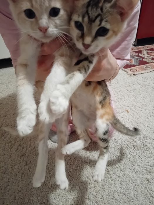 Donez pui de pisica de 2 luni