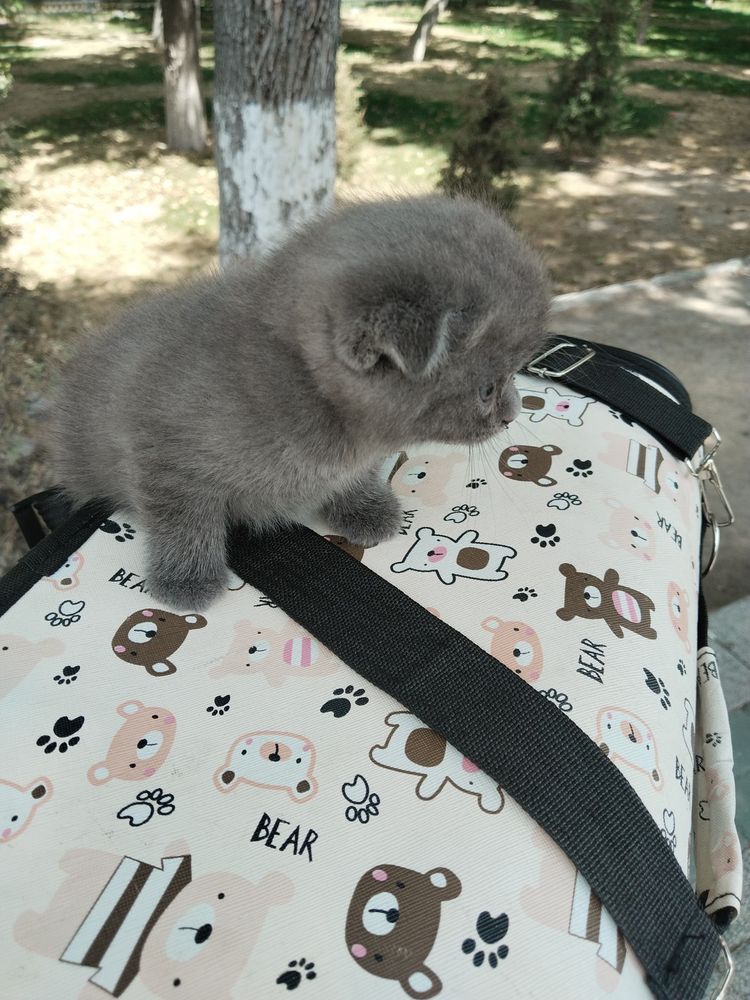 Шотландский фолд страйт мушу