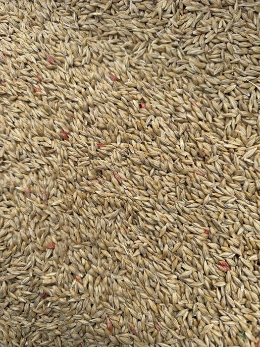 Orz de samanta jup c2 (sau porci ) grau anapurna c2