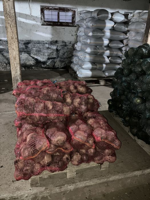 Sfecla Rosie si Ridichi Negre