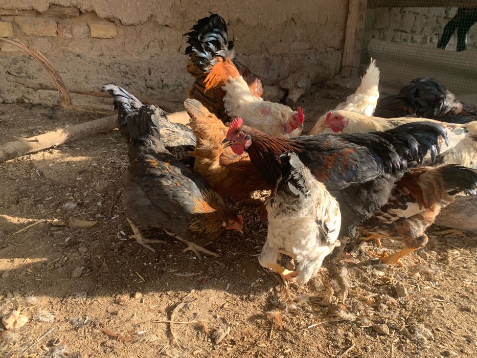 Xoroz jojala sotilad