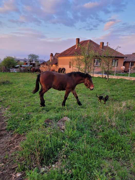 Vând mânză de rasă