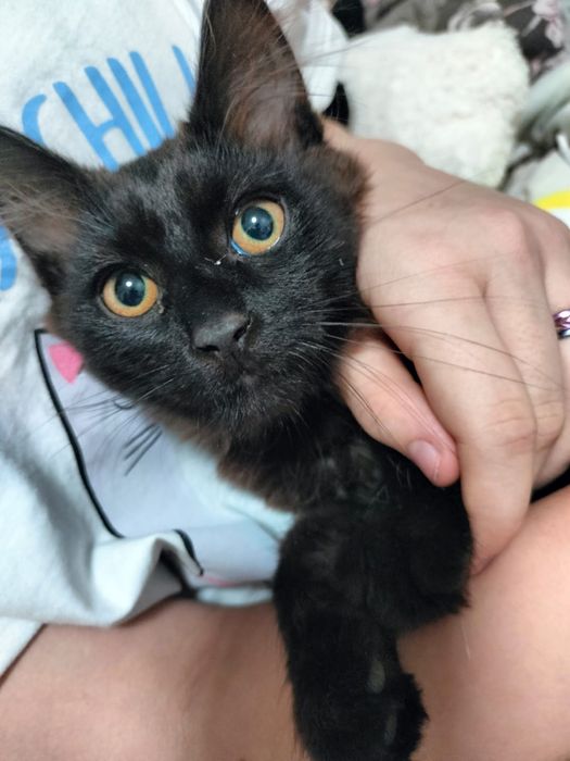 Отдам умного кота