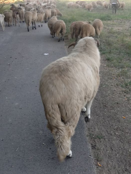 Oi și berbecuți  pt sacrificat