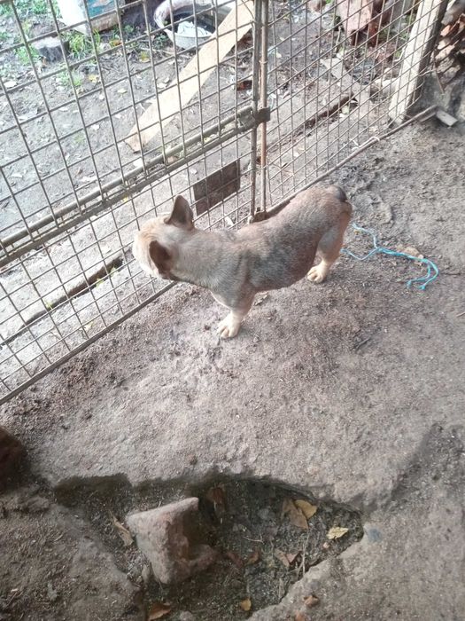 френски болдог женска