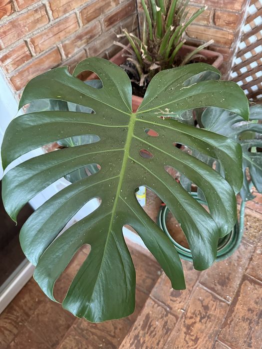 Filodendron planta decotativa “copacul prieten”