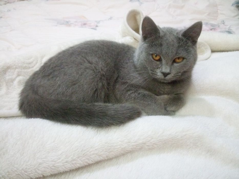 Kafolat beramiz  emlangan zotor yovoyi bas yuvosh aqili gapga tushunad