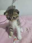 Отдам котёнка.девочка..мама вислоухая.кушает все на лоток ходит.