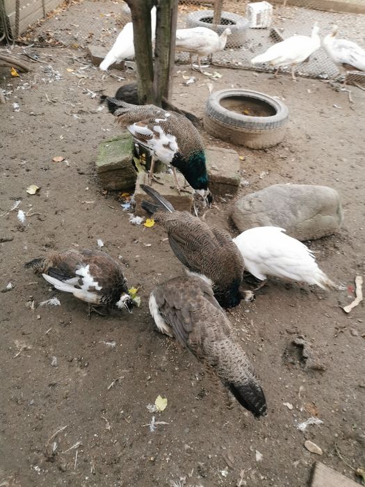 Păuni arlechin, comuni 2025