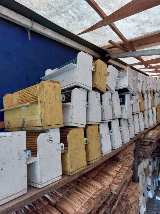 Vand colectoare polen