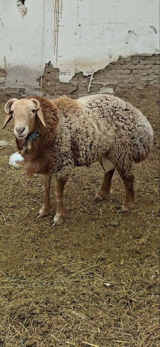 Қўчқор сотилади насл олиш учун