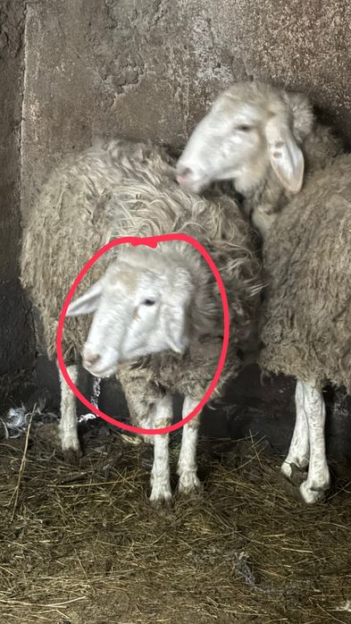 Продам срочно овцематку