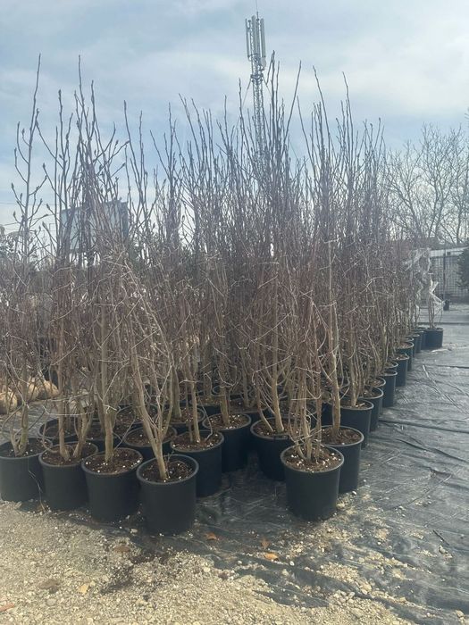 Magnolia mesteacăn tei