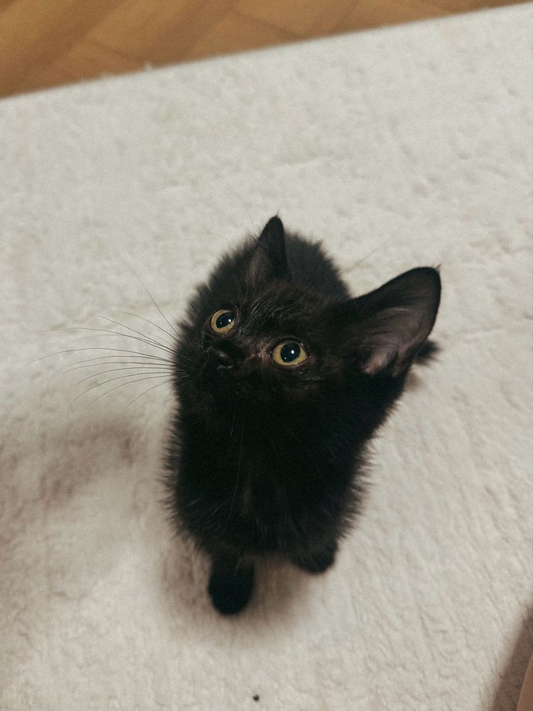 Котёнок ищет дом