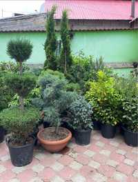 Plante ornamentale grătare de gradina piatra naturala