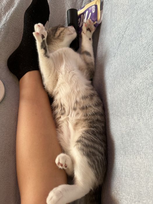 Pet sitter . Plimb caini .cazare caini/ pisici