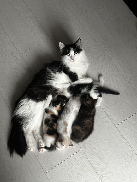 Pisici pentru adoptie