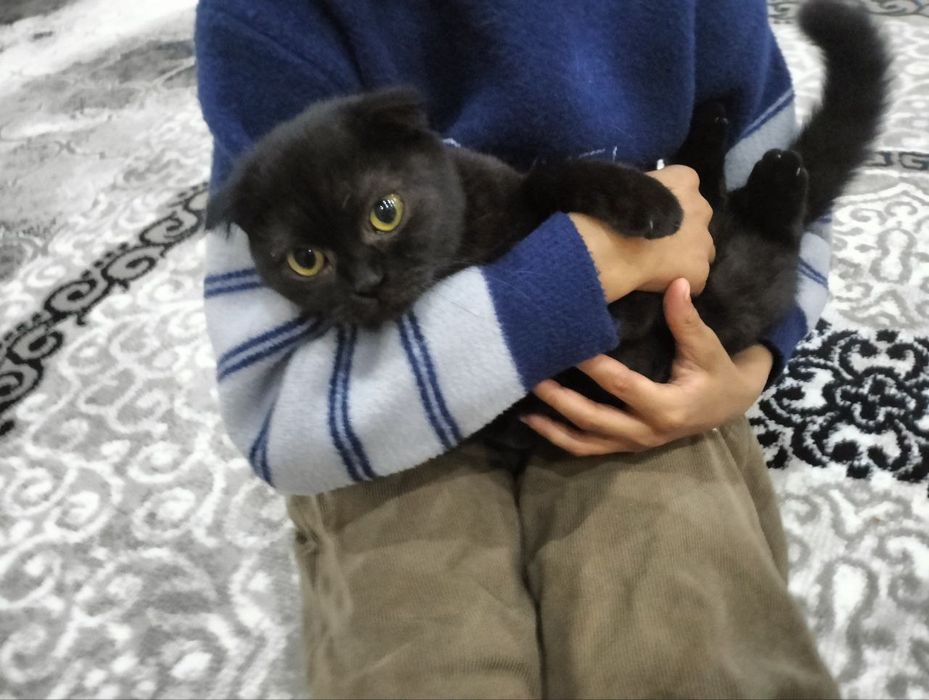 Sotiladi fold qiz mushuk