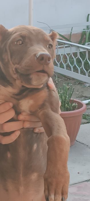 Продается Чистокровные питбули rednous