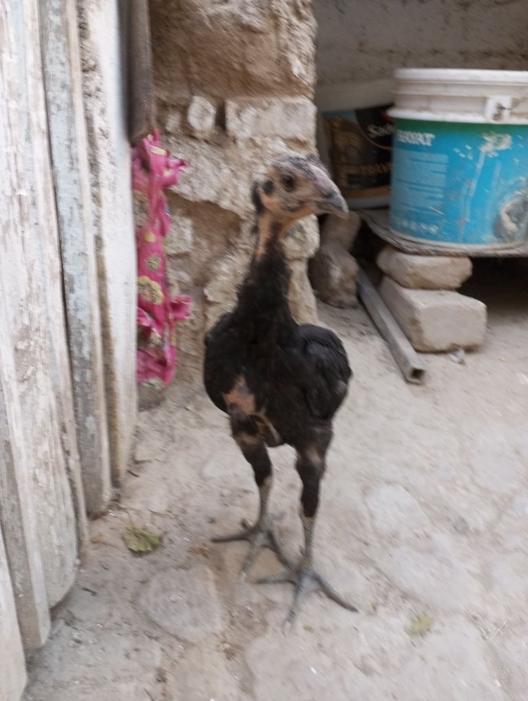 Vietnam jujasi tovuq