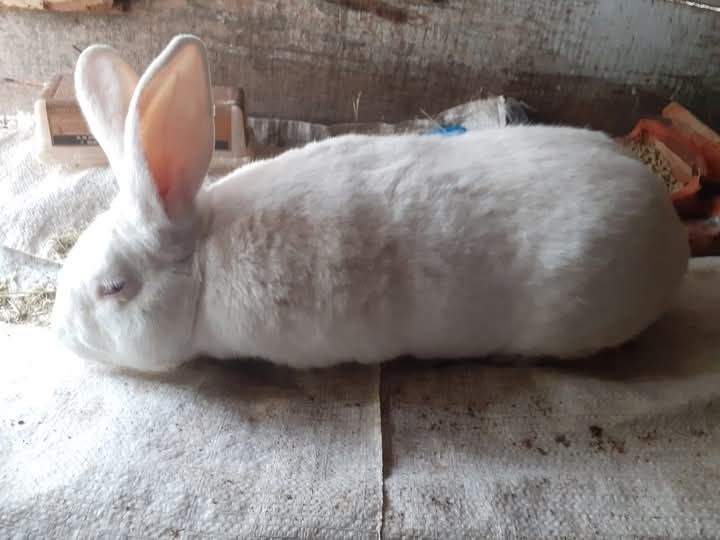 Hycol francez femela gestanta 7 kg
