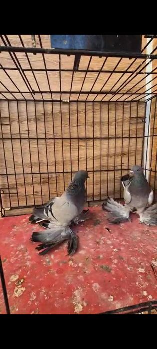 Продается сизые молодняк