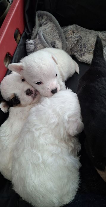 Подаряват се! За повече информация пишете ми !