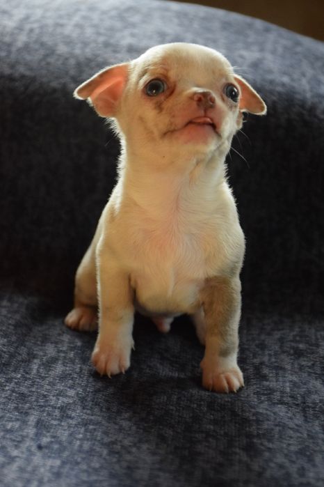 Щенки Чихуахуа мальчики