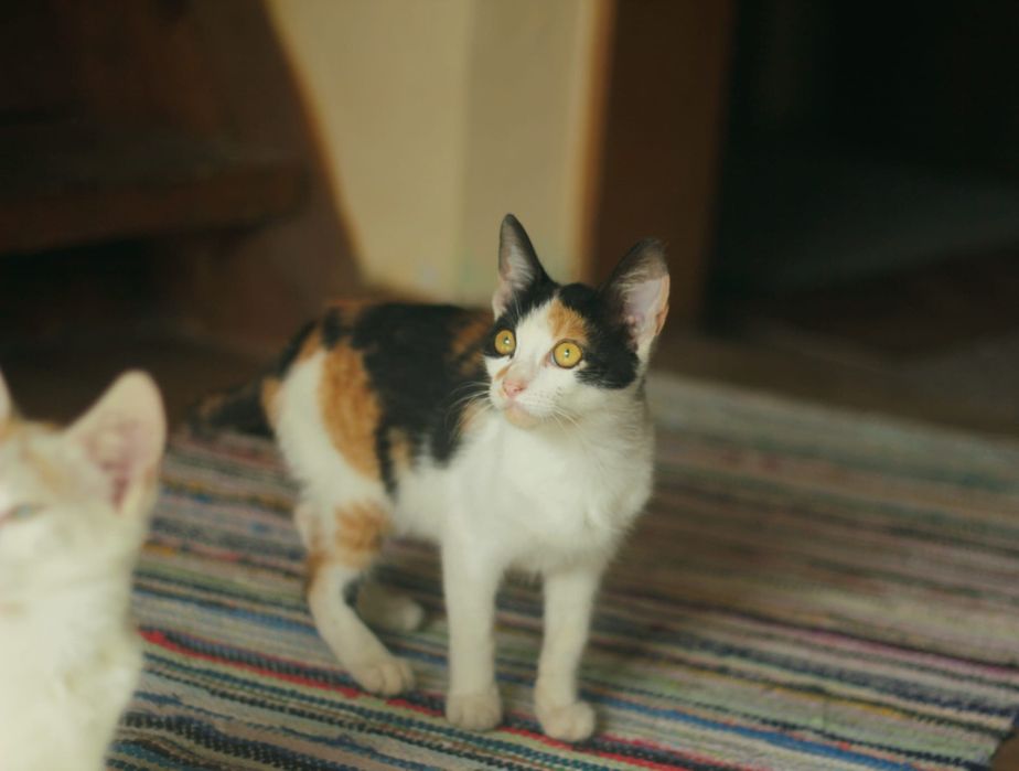 Pisici spre adoptie