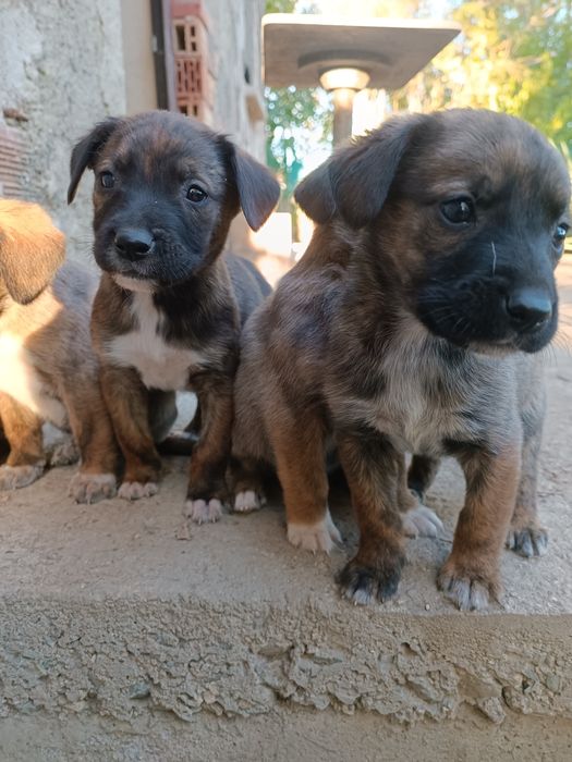 Подарявам кученца