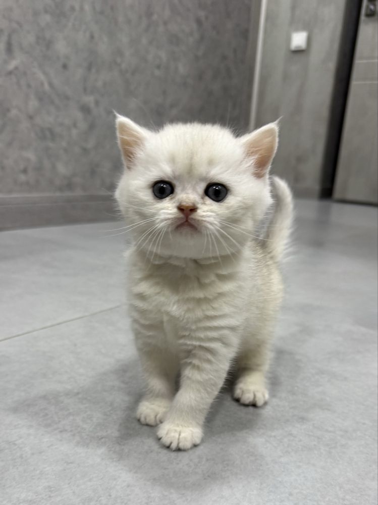 Продаю котят в Ташкенте