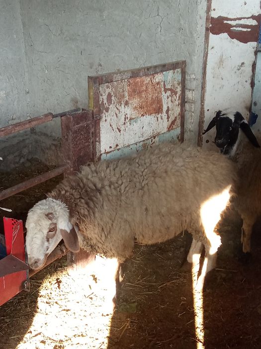 Qóy sotiladi kelishilgan narxlarda