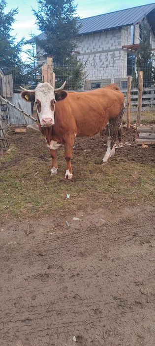 Vind vacă 5ani gestantă